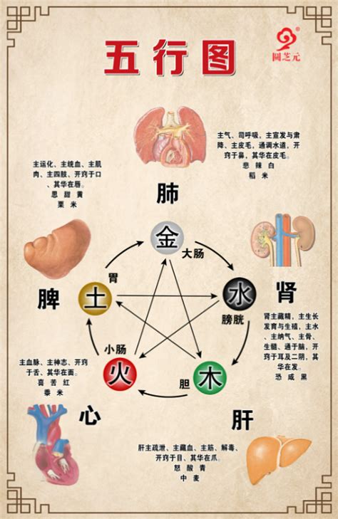 五行 胃|人的五脏六腑，分别对应哪五行？